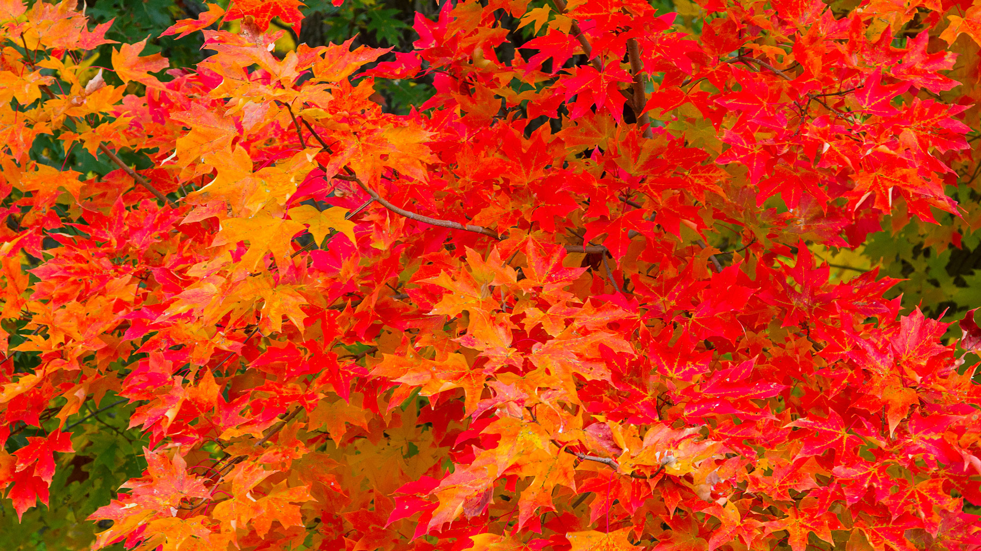 fall foliage with red, orange and gold tones