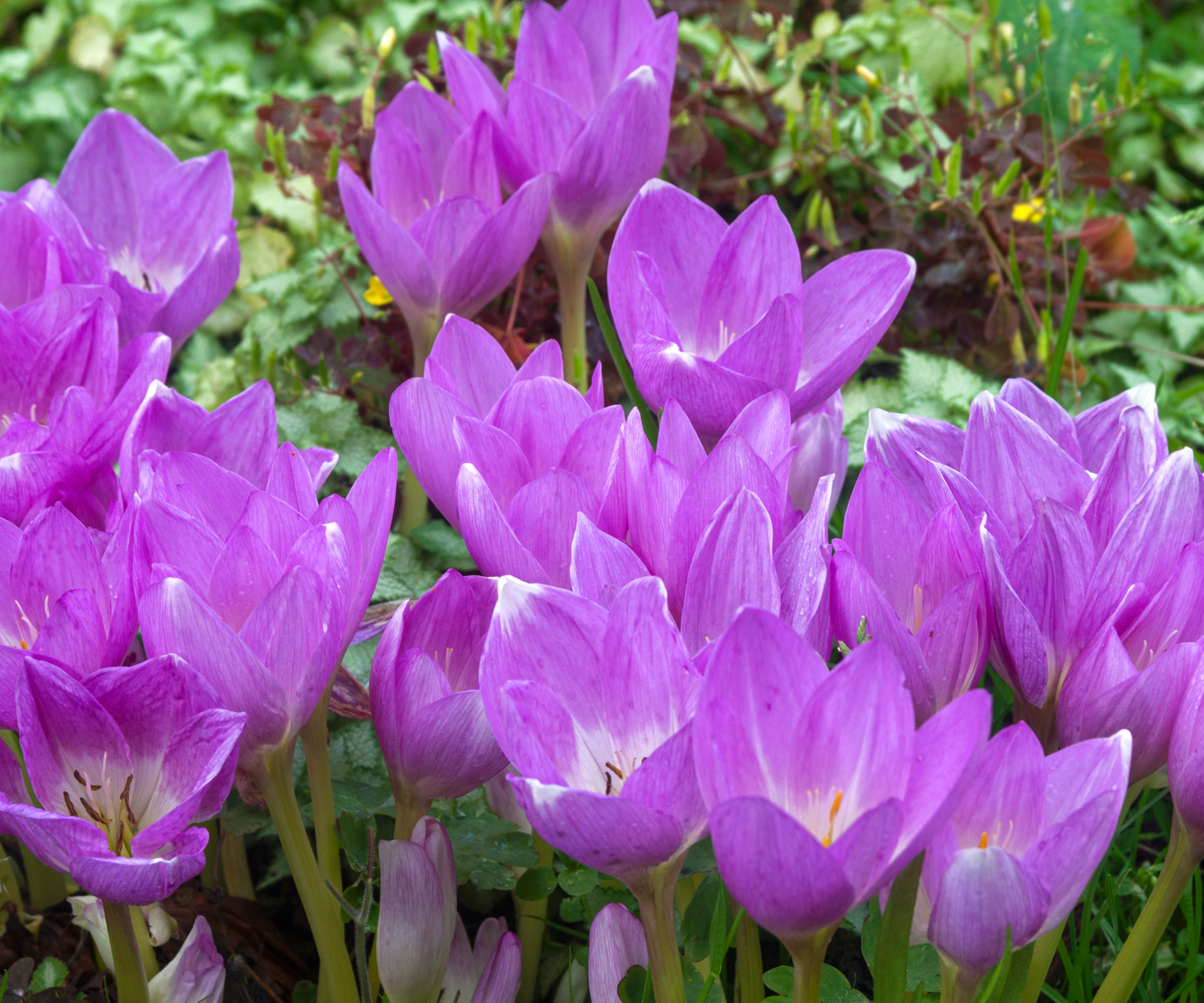 autumn crocus bulbs with rich purple flowers
