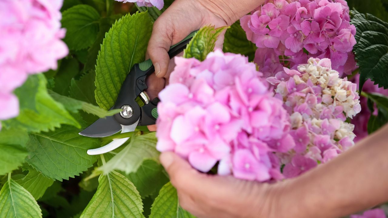 Gardener cutting hydrangea with secateurs outdoors, closeup - stock photo