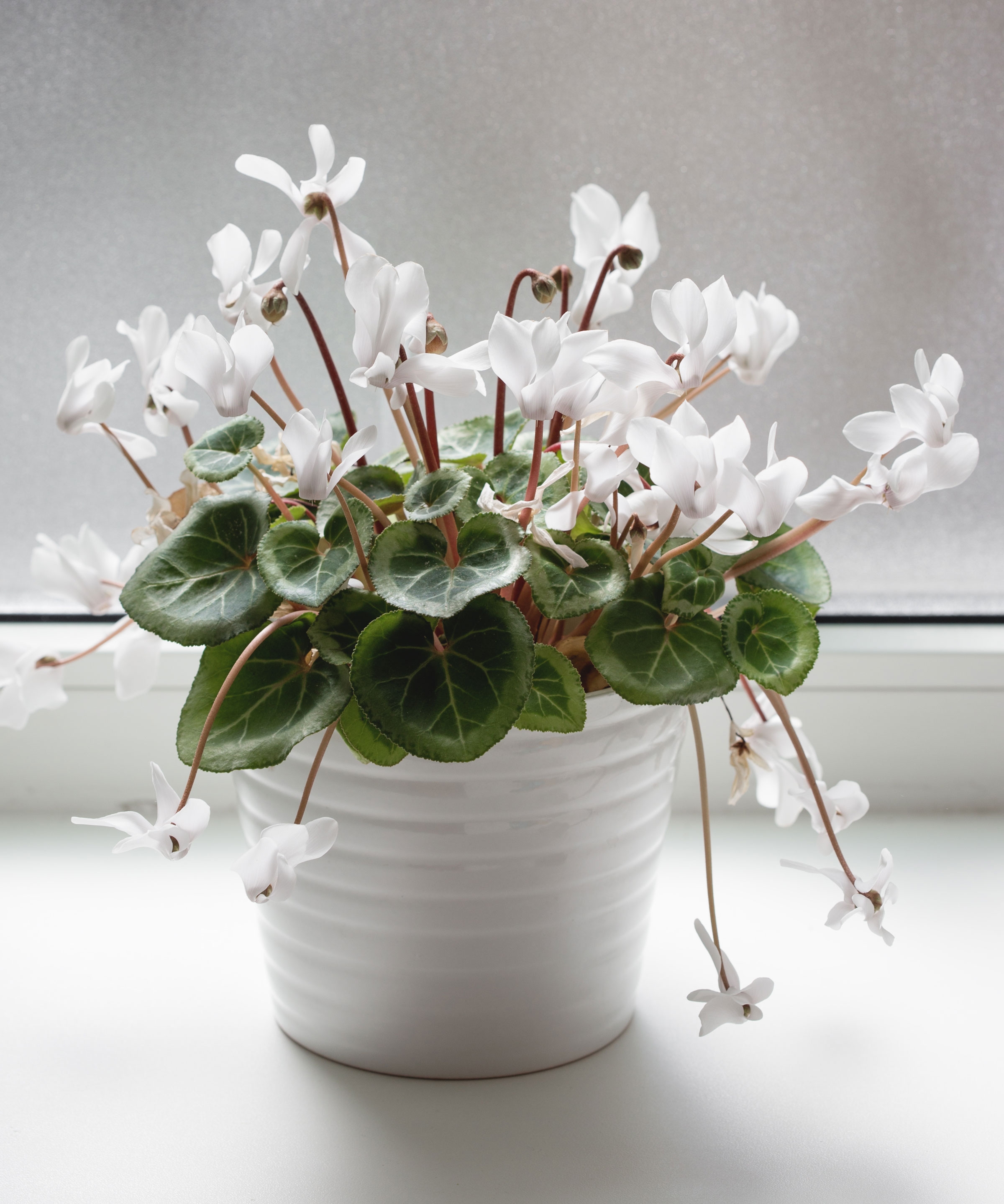 cyclamen plant wilting in the sun