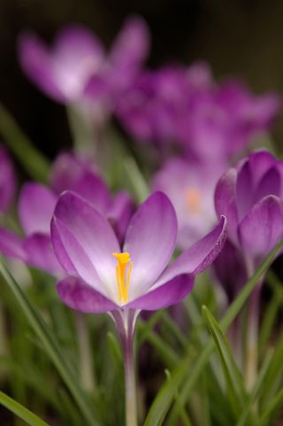 crocus bulb 'Ruby Giant'