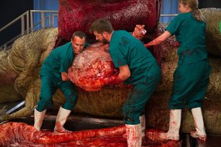 Dr. Steve Brusatte and Matthew T. Mossbrucker lift the T. rex' stomach out of the body.