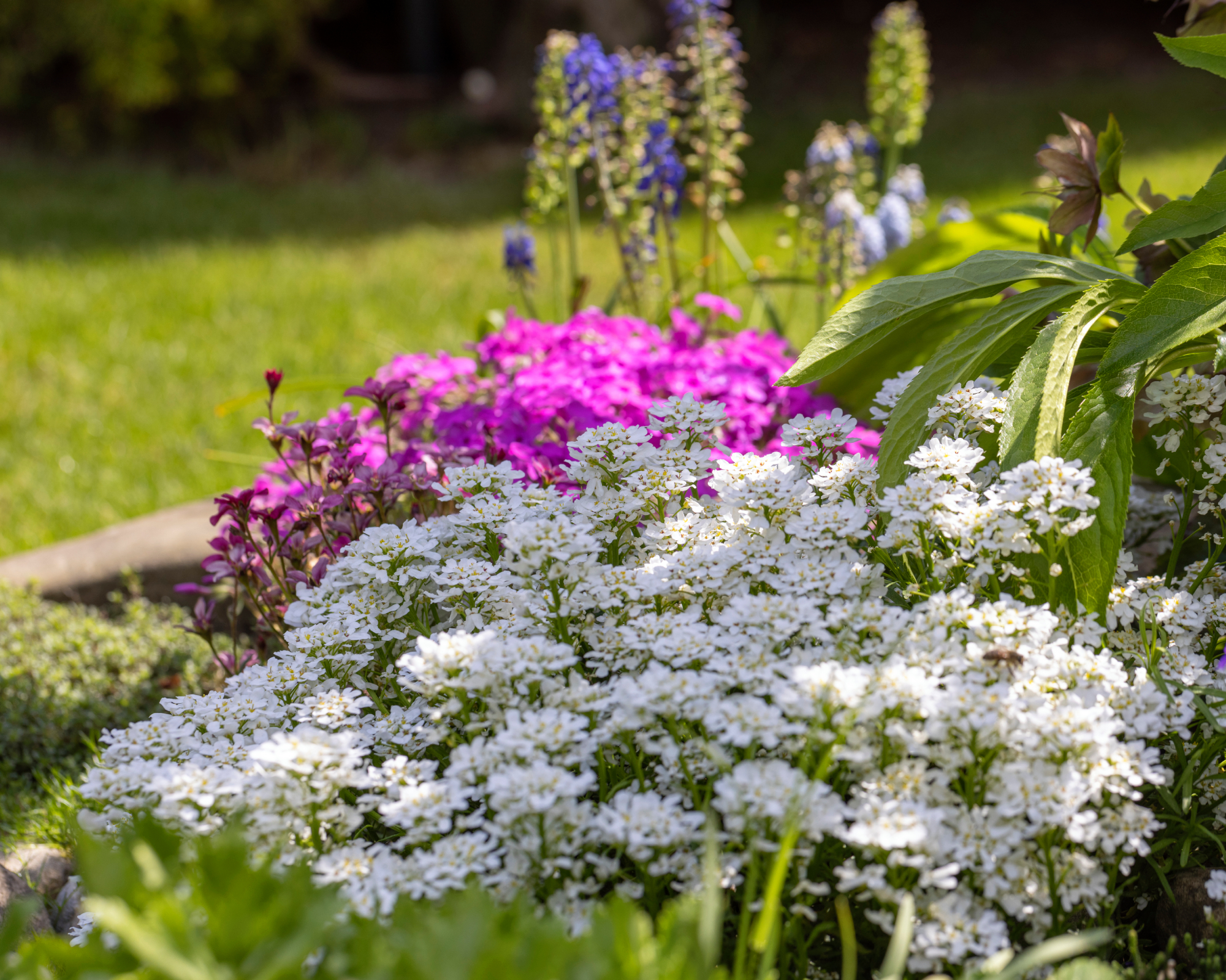 perennial candytuft growing in a border