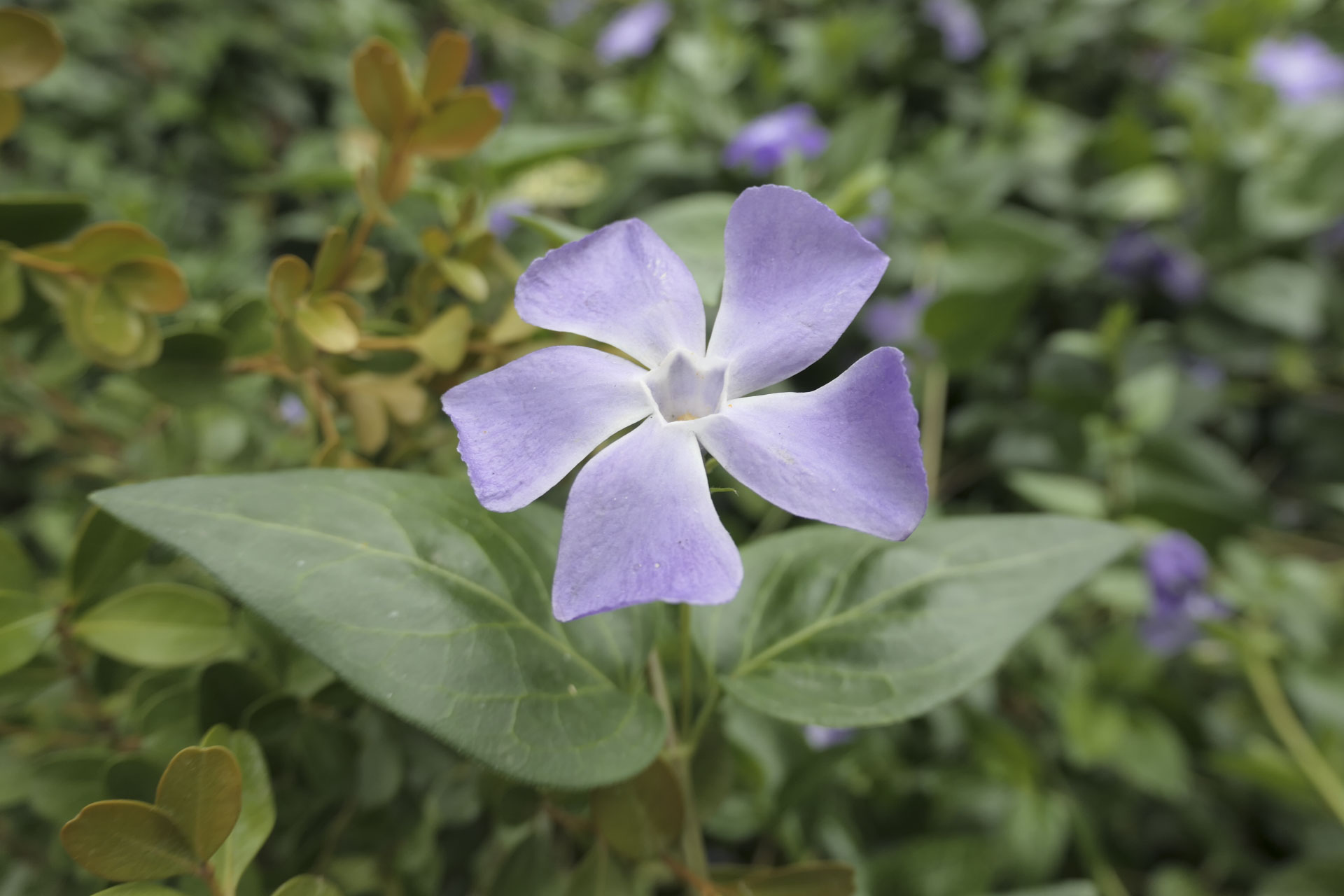 A close up photo of a purple flower