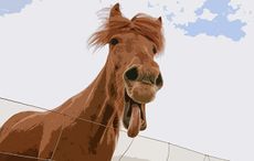 funny horse names