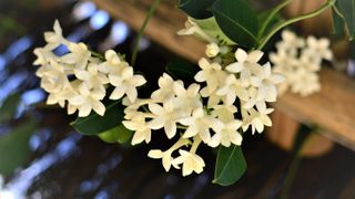 Delicate stem of jasmine flowers cascading down from the main plant on