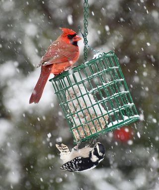 Cardinal at suet feeder in the snow