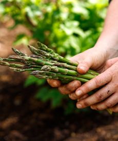 Hands holding fresh harvested asparagus spears