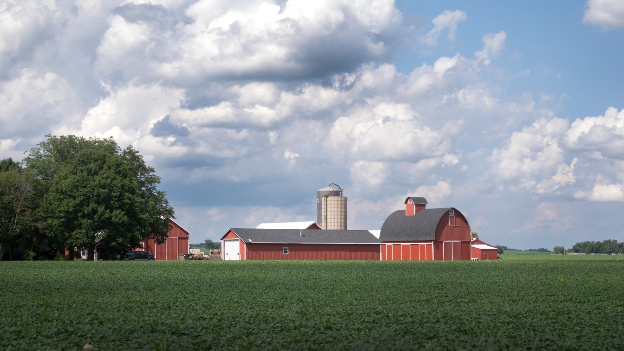 Soybeans grow on a farm on July 09, 2025 near Belvidere, Illinois