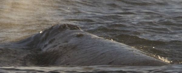 russian whale, western gray whale, varvara the whale, tracking whales, where do gray whales go, whale migrations