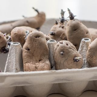 Chitting seed potatoes in egg box