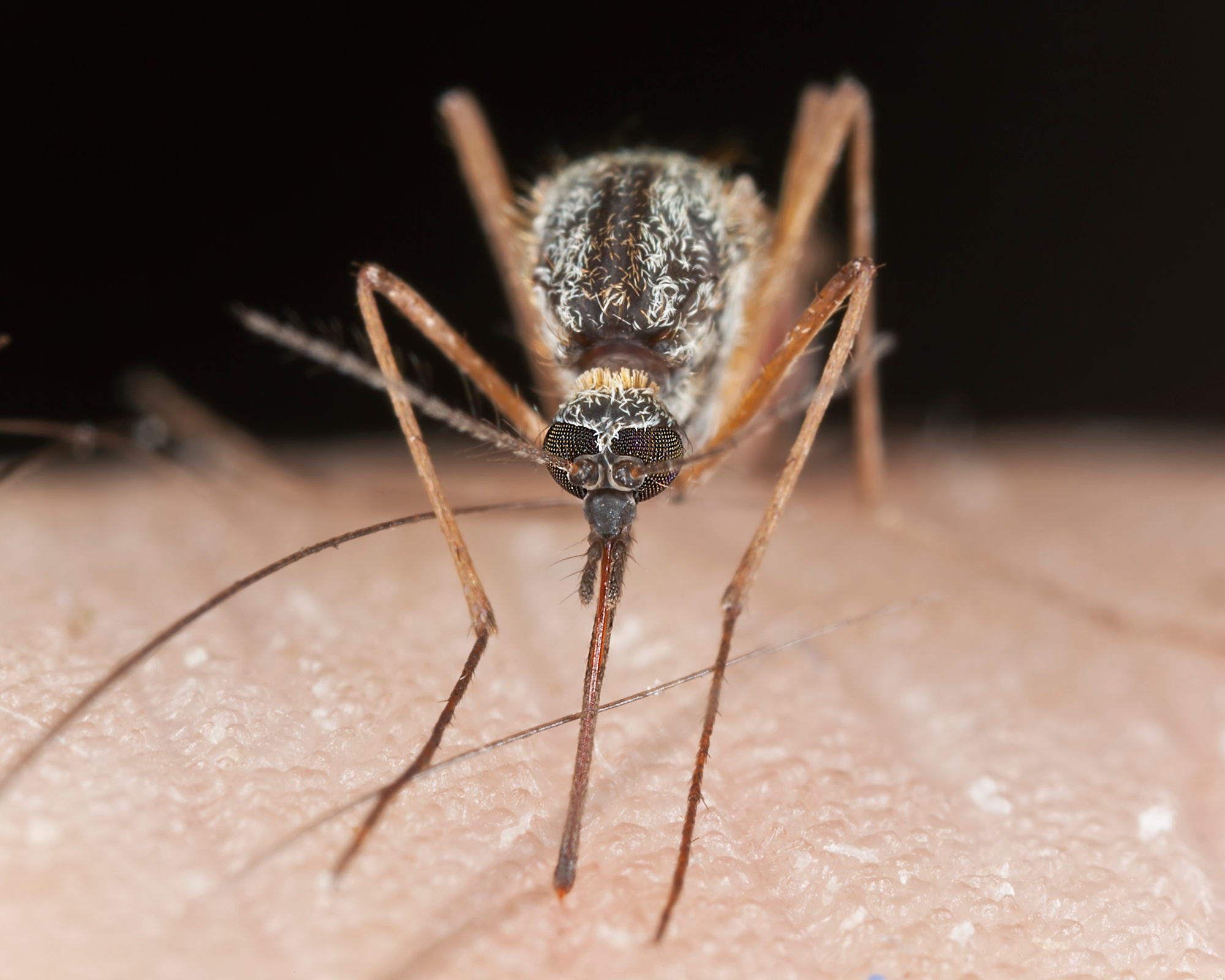 Mosquito sucking blood, extreme close-up with high magnification, focus on eyes