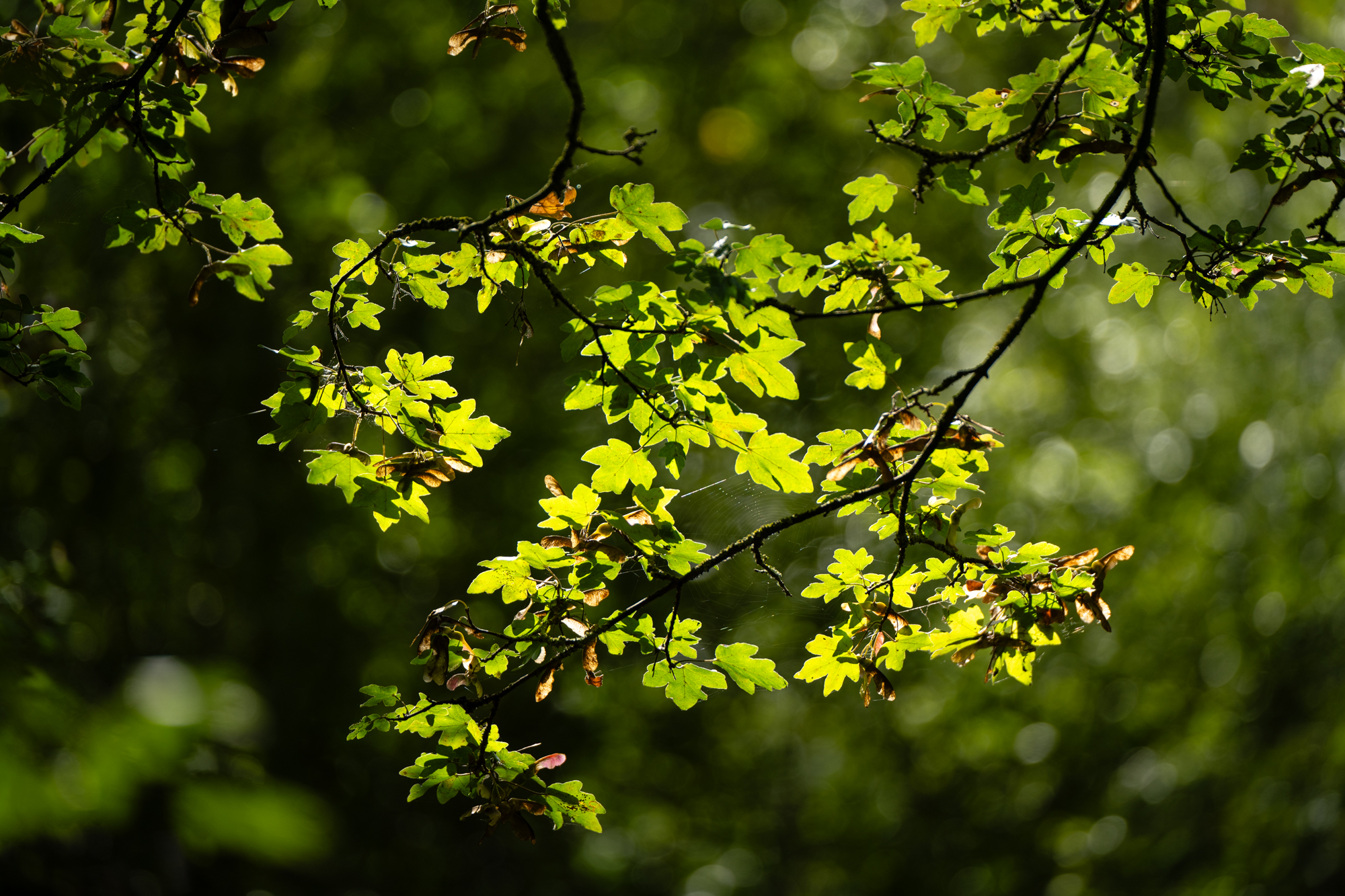 Photo of backlit leaves taken with the Nikkor Z 70-180mm f/2.8