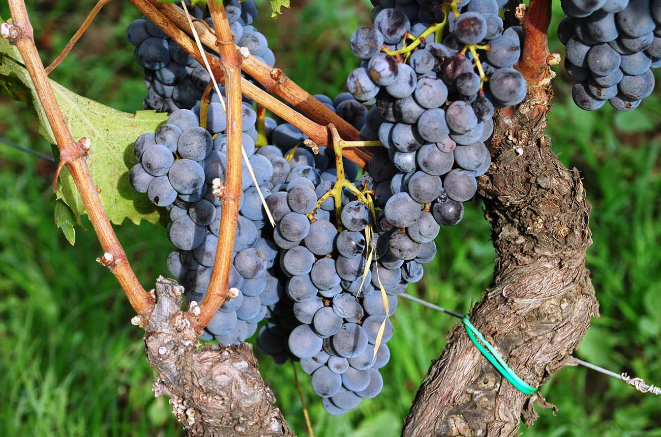 Terre-Nere_Nerello-Mascalese-vine.jpg