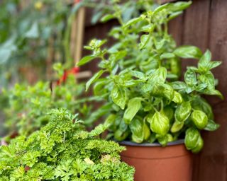 basil and parsley plants growing outdoors