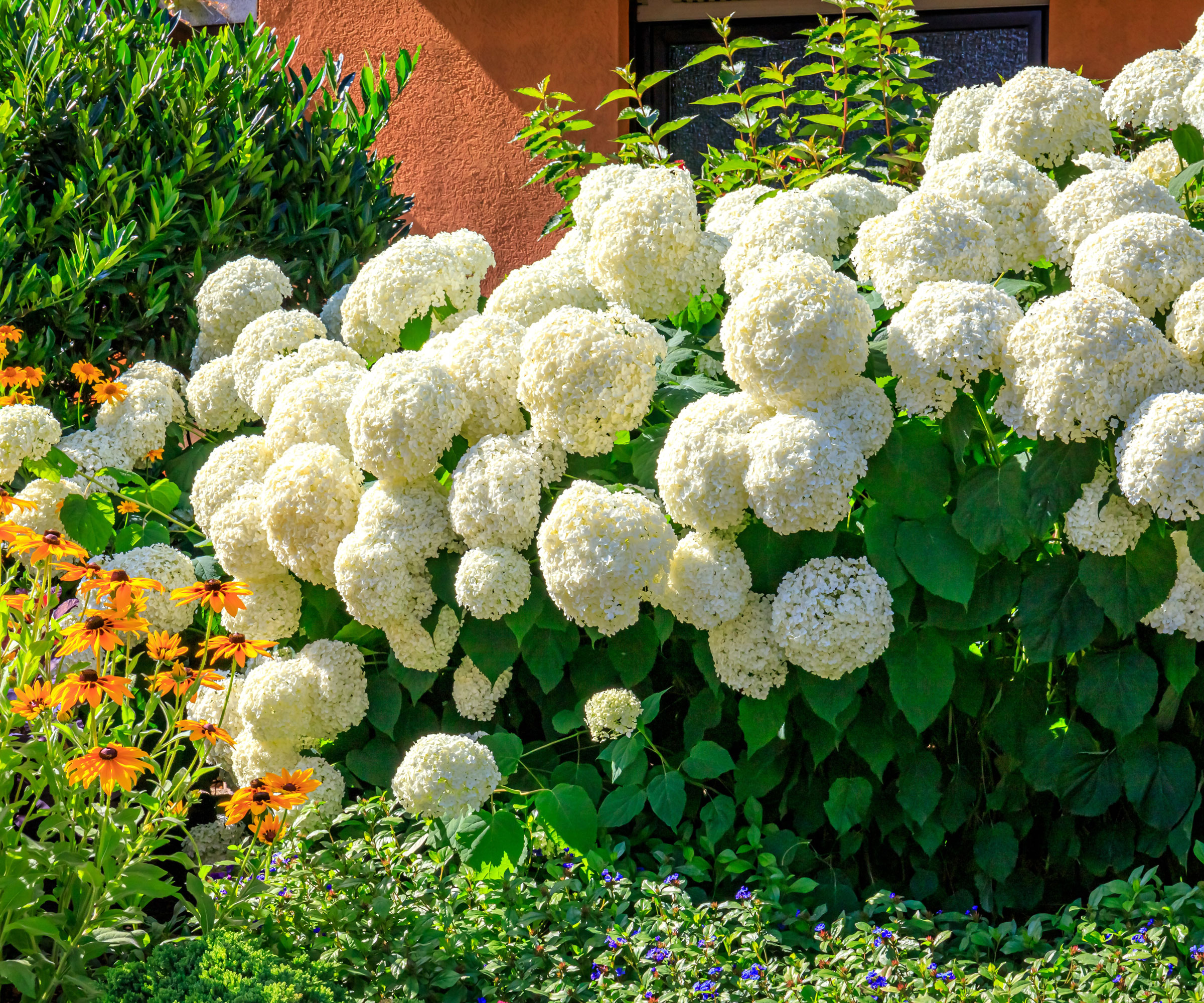 hydrangea Annabelle with large white flower heads in garden with rudbeckia