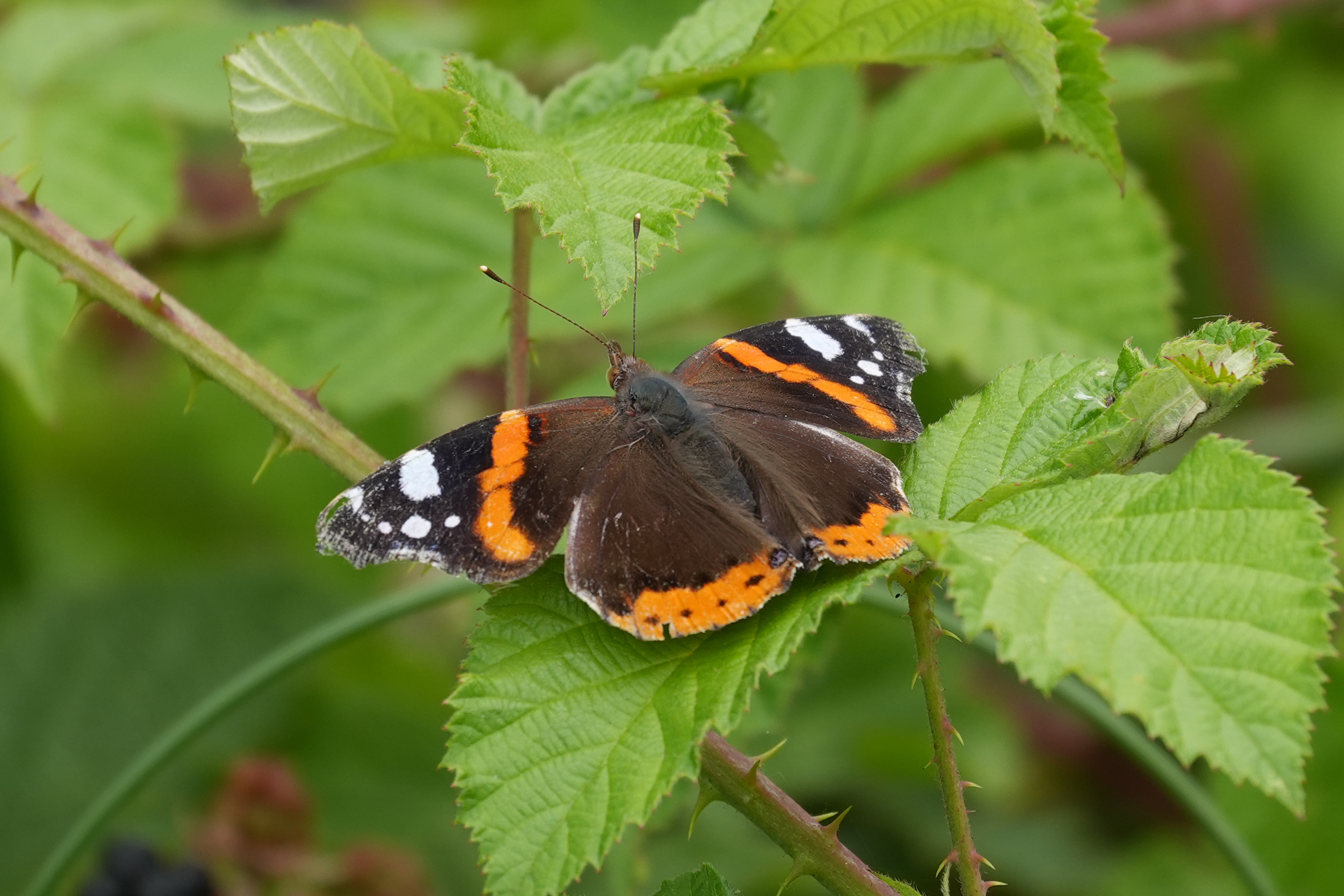 Close-up of a red admiral butterfly resting on green leaves.