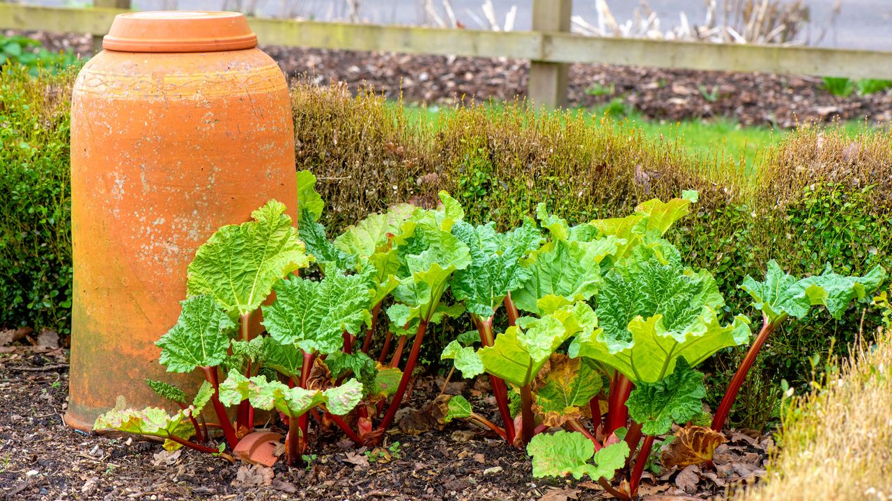 Rhubarb in garden 