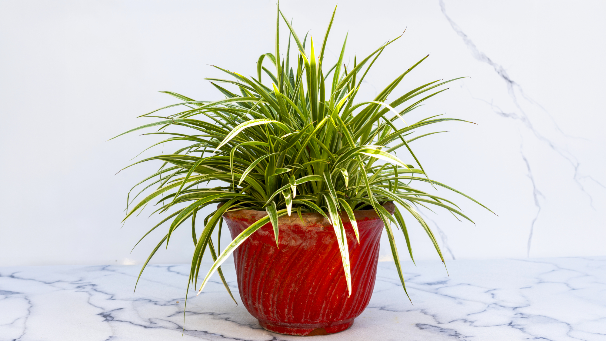 spider plant in red pot on marble background