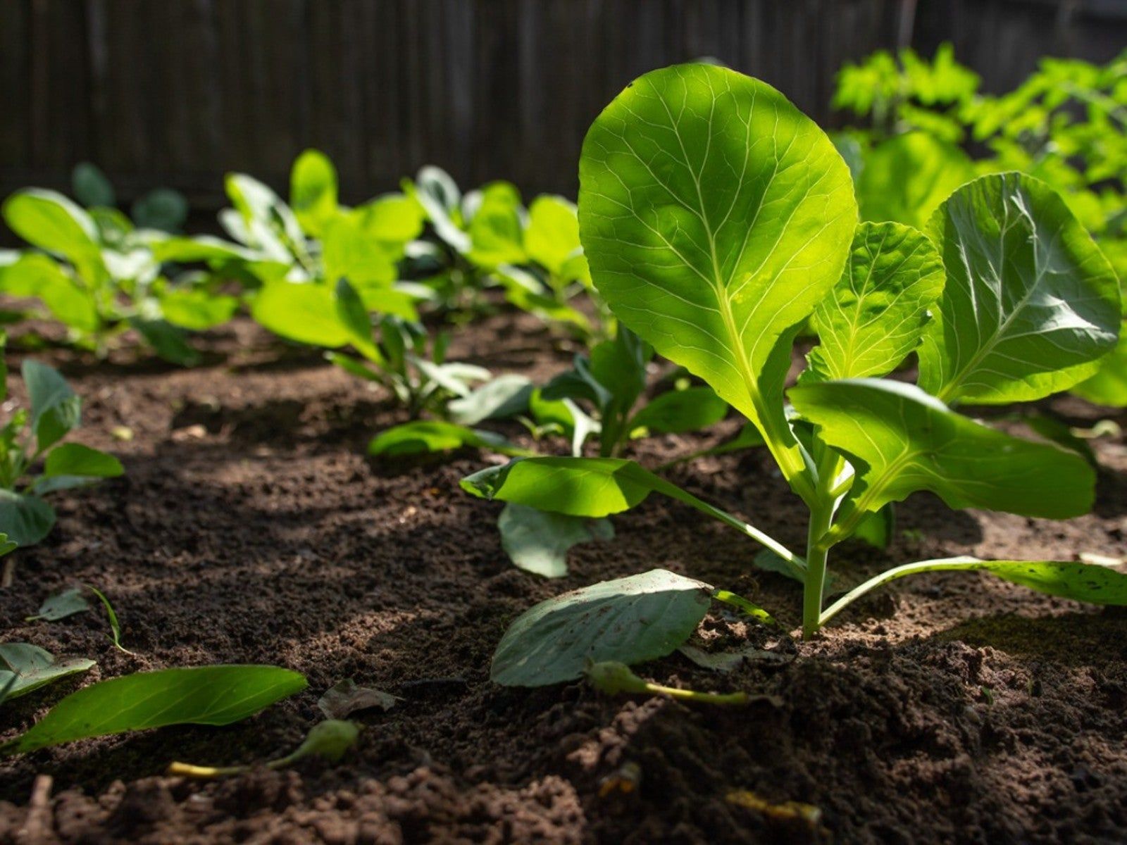 Best Vegetables To Grow In Shade - Edible Plants That Like Shade