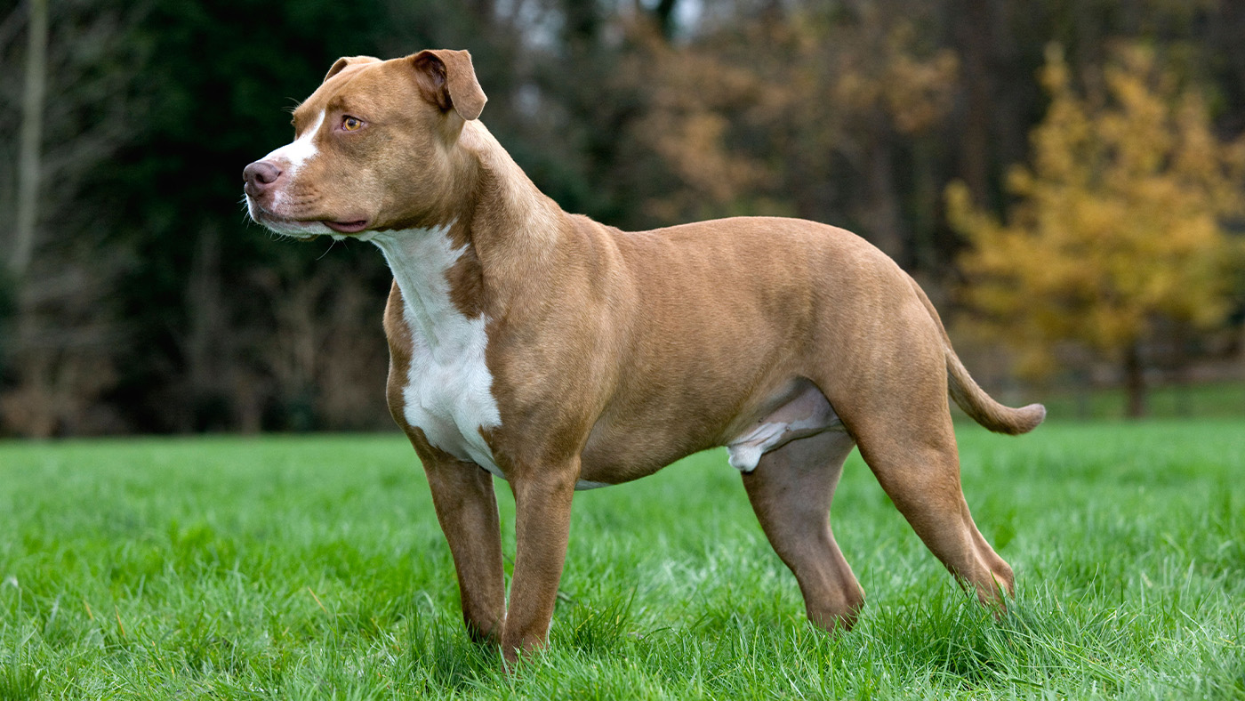 American Staffordshire Terrier standing
