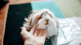 Guinea pig being stroked