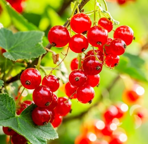 Red Currant Berry Plant Seedlings to Grow (red Perfection) Easy to Grow - Tasty and Healthy Fruits (1 Seedling)