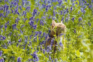 garden bluebell cat