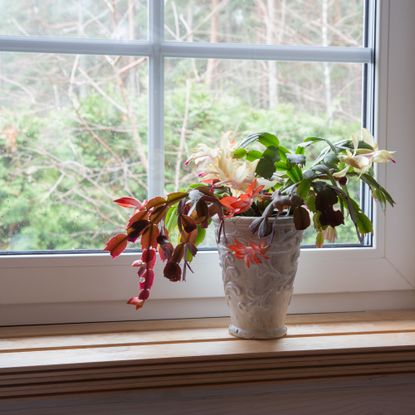 Christmas cactus