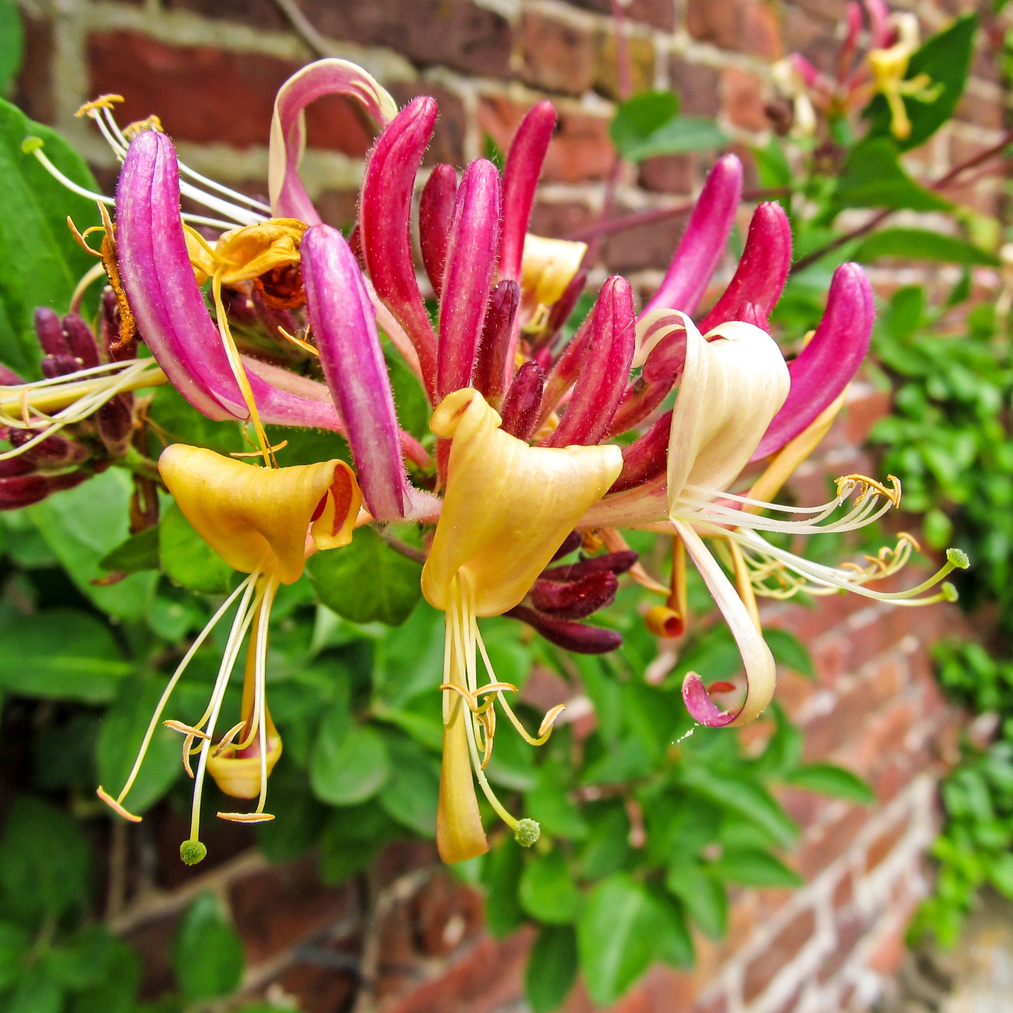 honeysuckle fragrant plant