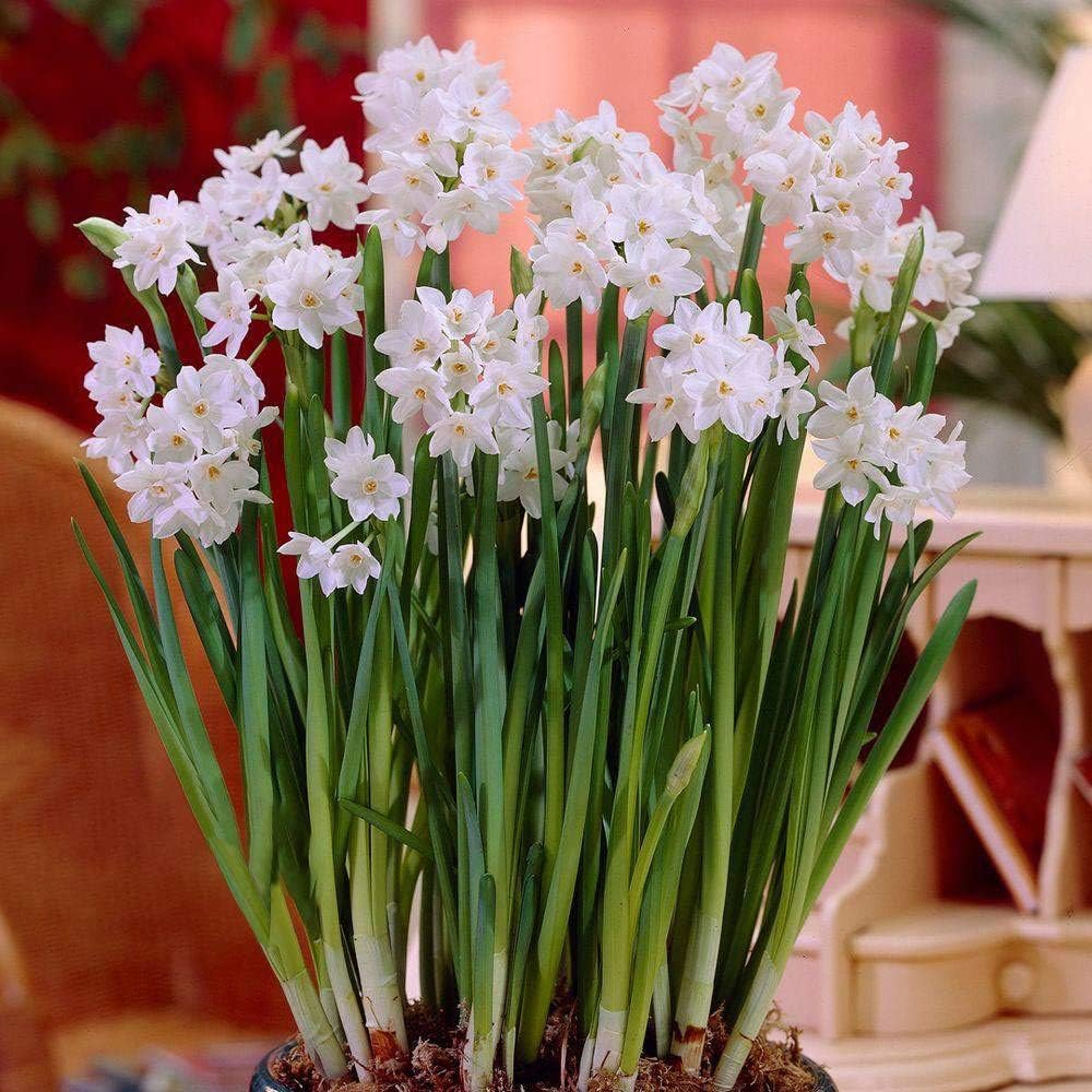 Ziva Paperwhite Flower Bulbs - 10 Bulbs - Large 15/+ Cm Size - Paperwhite Narcissi
