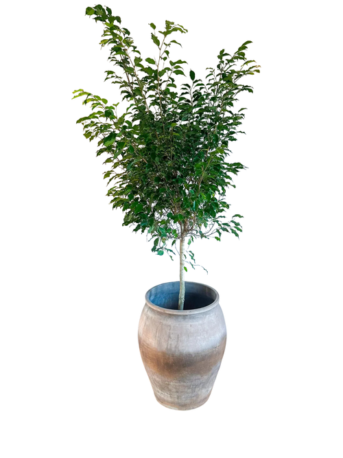 Benjamina Ficus 