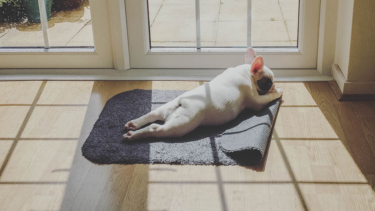 Should I let my dog sunbathe? PetsRadar