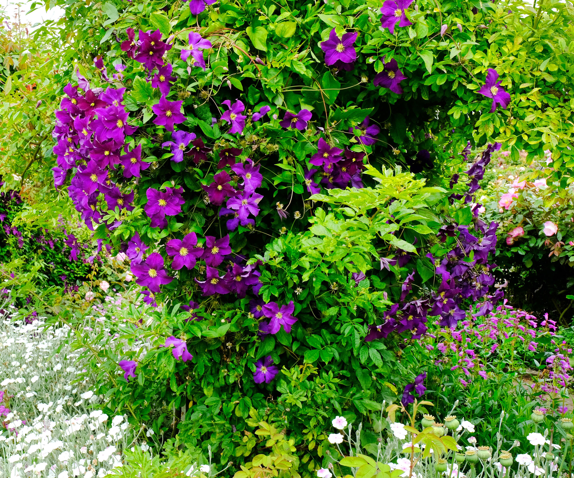 clematis plant growing tall in garden filled with deep purple flowers and surrounded by plants