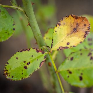 Rose plant with leaves turning yellow