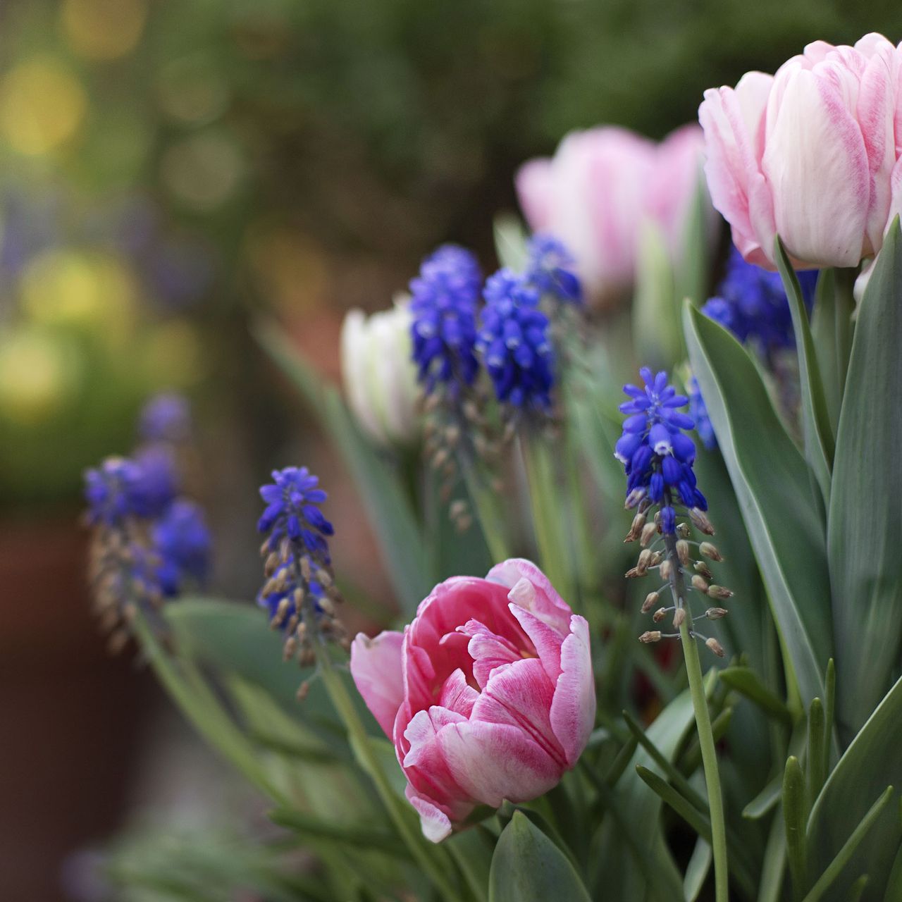 Spring bulbs trifle in soft sunlight. Stock image with copy space