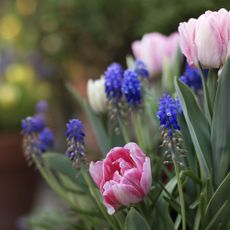 Spring bulbs trifle in soft sunlight. Stock image with copy space