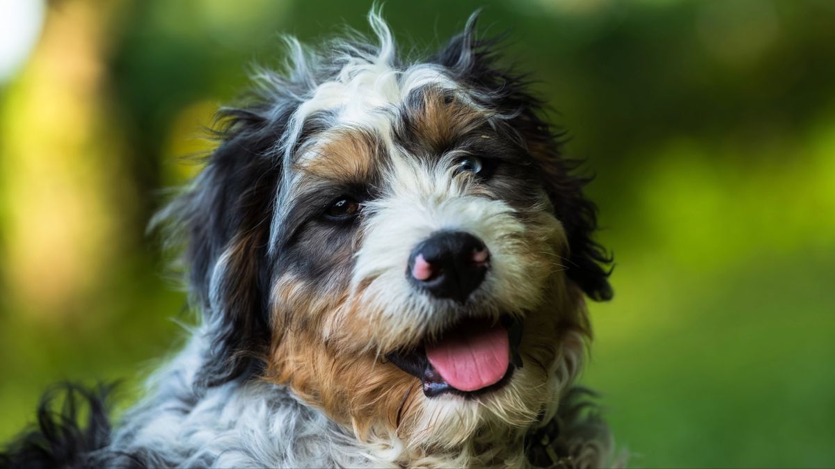 Portrait of a bernedoodle