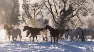 Herd of horses on frosty snowy misty day