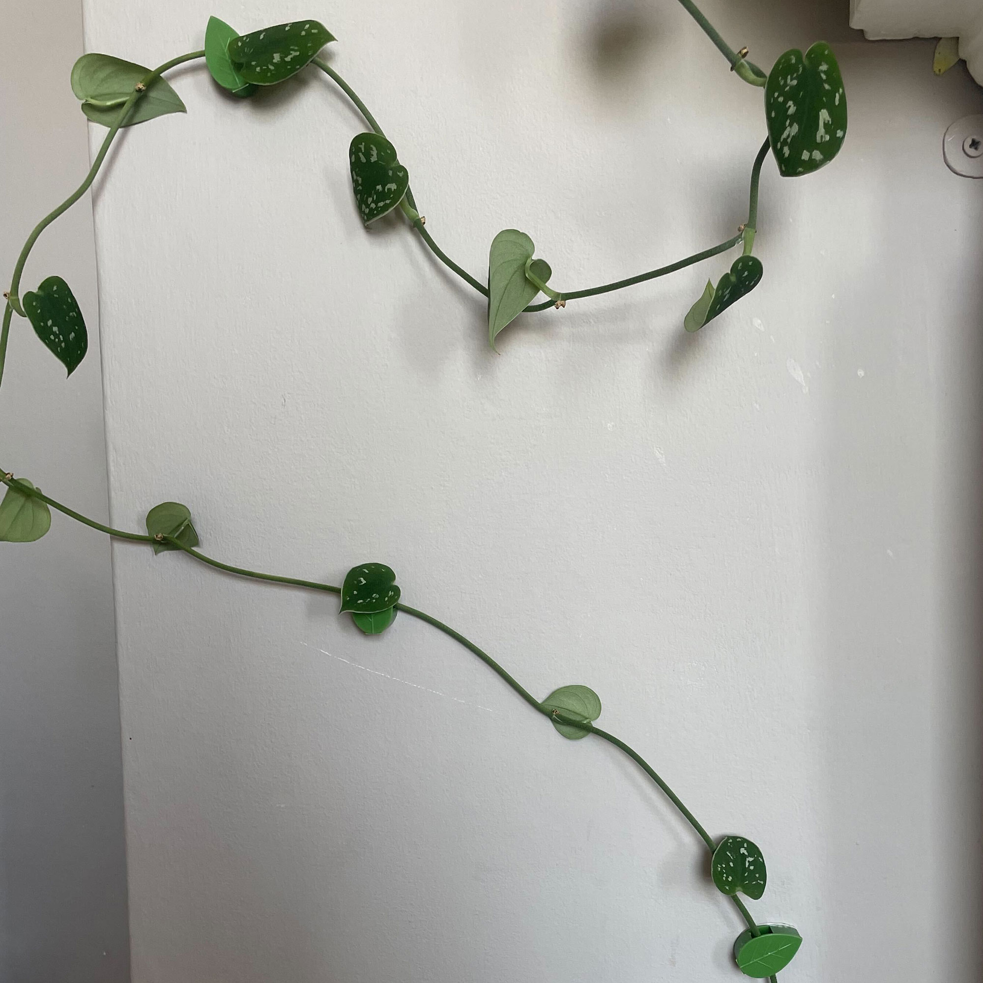 Green leaf shaped plant clips training trailing pothos plant