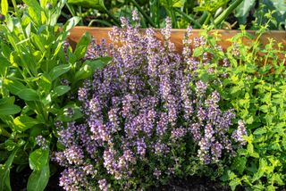 thyme and perennials in a flower bed