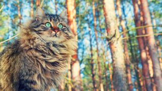 Siberian Forest Cat 