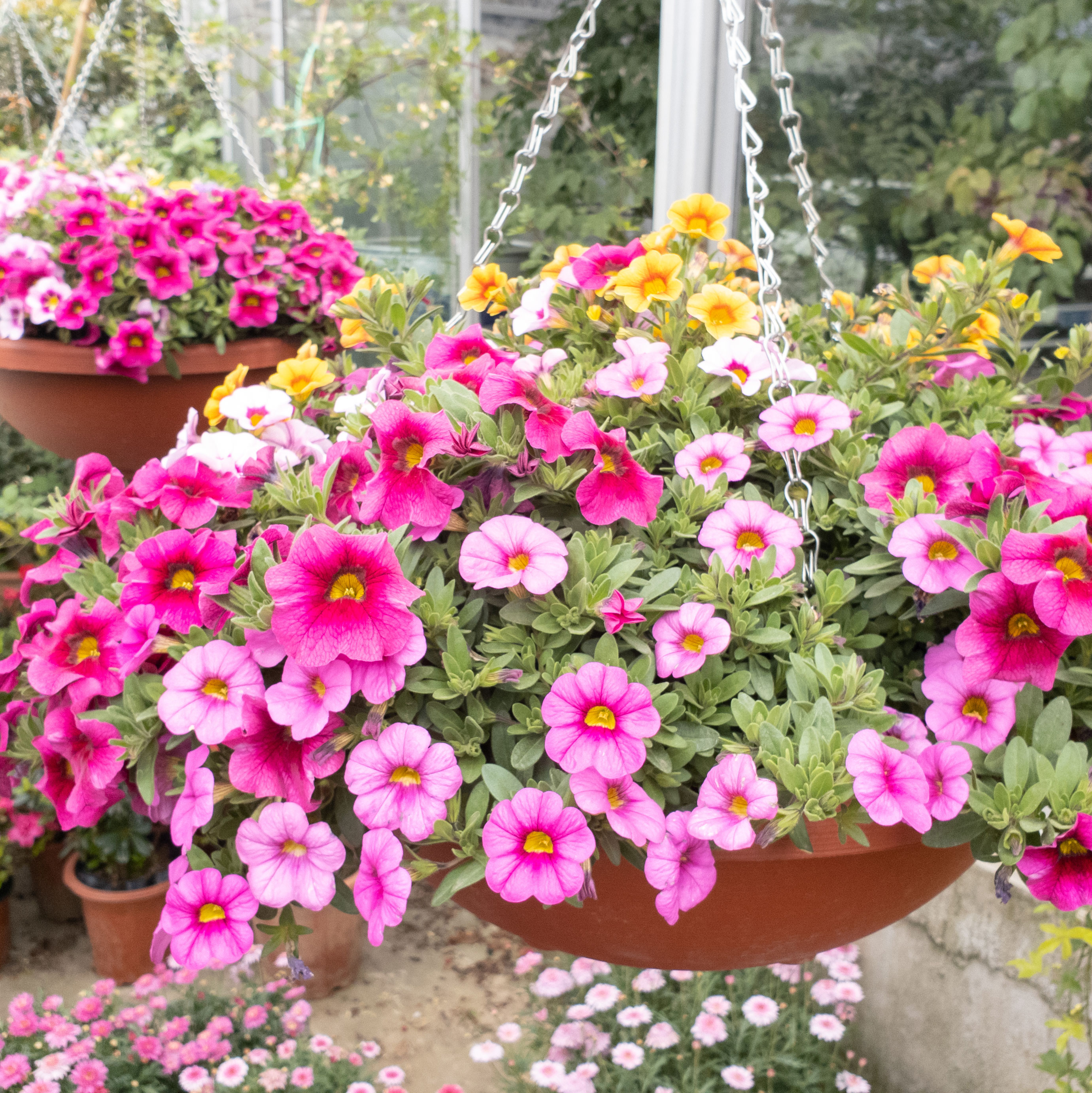 low hanging basket of pink calibrachoa