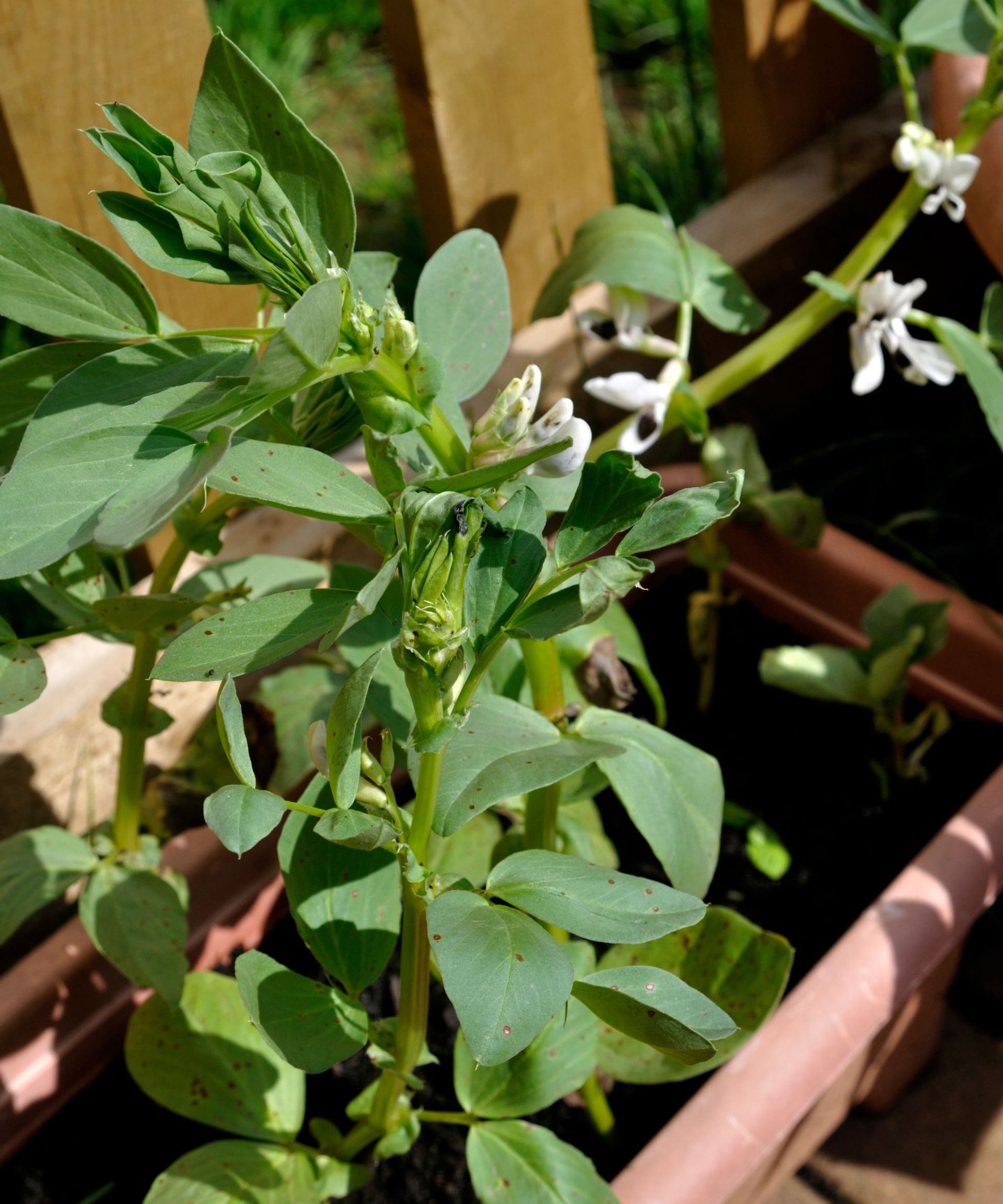 A fava bean plant flowering in a container