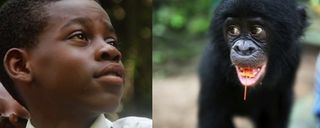 Bonobos are gravely endangered, but scientists can use knowledge of human psychology to boost support for the animals' protection among the populations that matter most to bonobos' survival — the Congolese. Such research is conducted at Lola Ya Bonobo Sanctuary for rescued, orphaned bonobos in the Democratic Republic of the Congo and is supported through platforms like experiment.com.