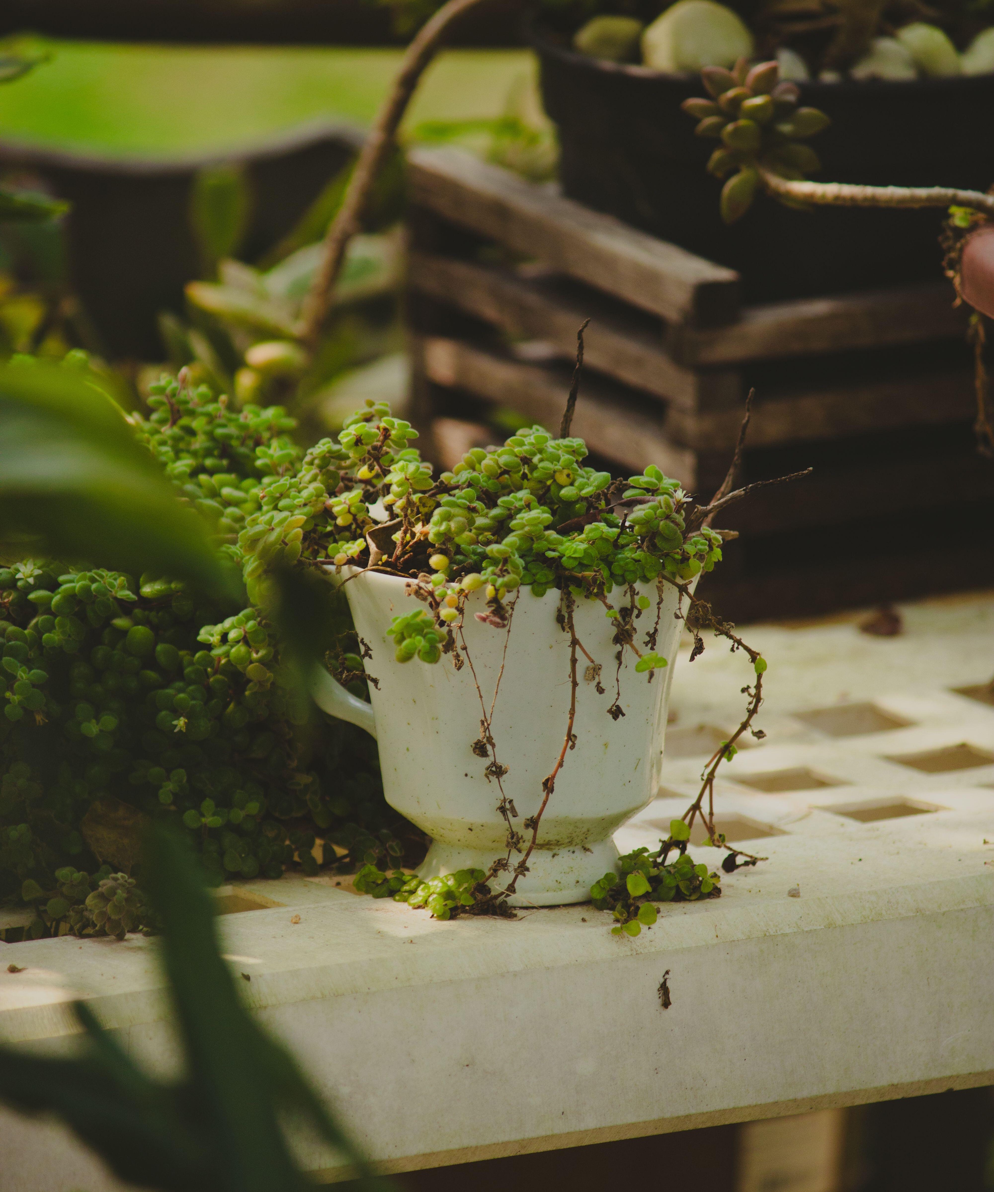 Tea cup planter