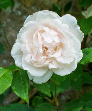 'Madame Alfred Carrière' rose