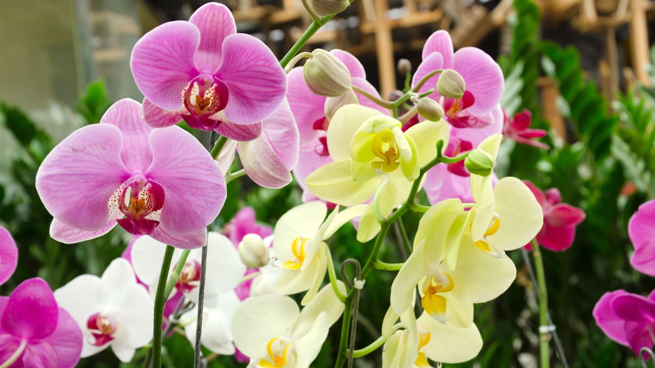 orchids growing in a garden center