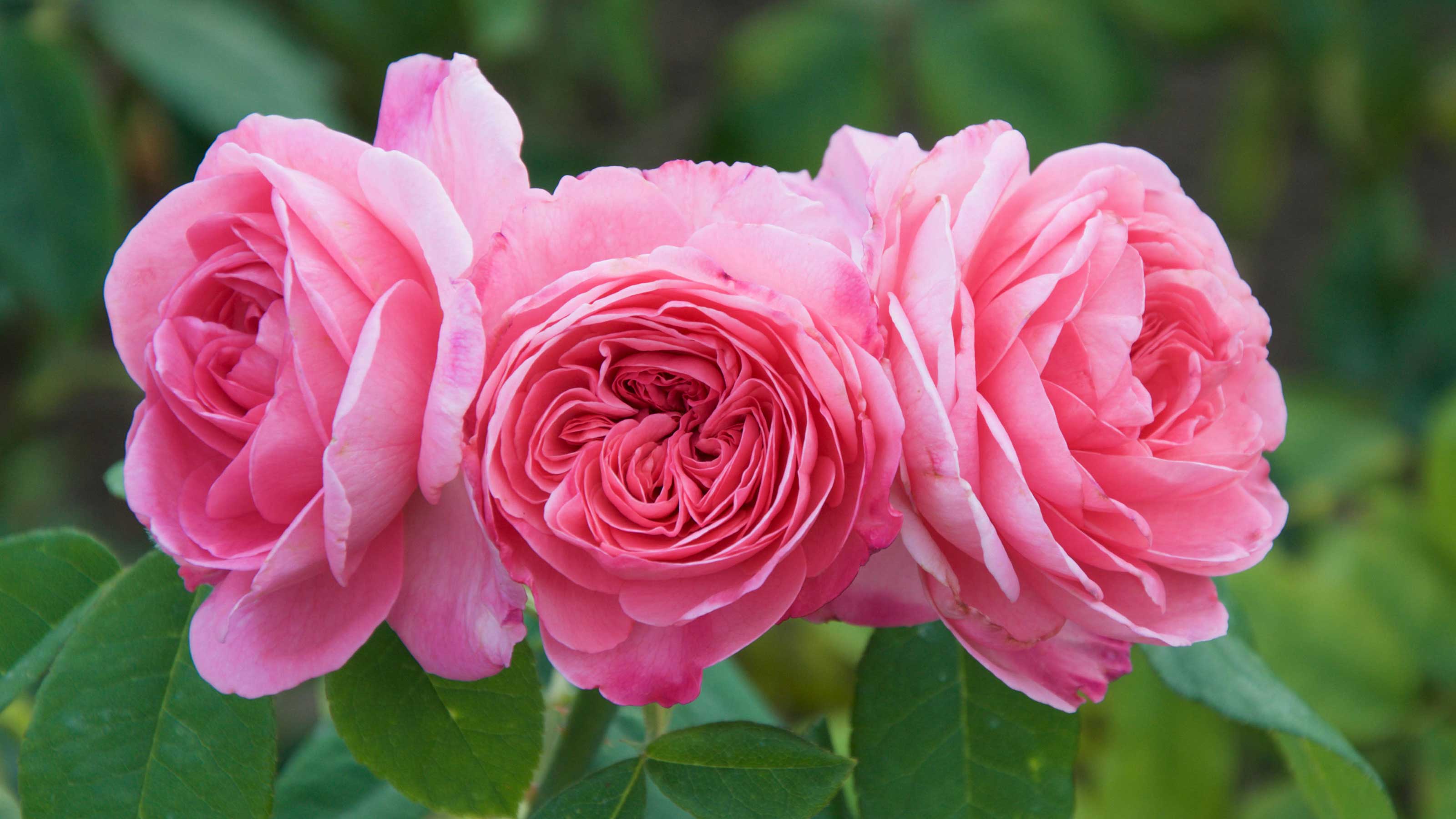 Hoa hồng mãi mãi nở rộ, tươi đẹp và thơm ngát. Không còn phải lo lắng về việc hoa chỉ nở trong một vài ngày, hãy khám phá loạt hoa hồng tái nở, mang đến niềm vui và sự kiêu hãnh với tình yêu vĩnh cửu của bạn.