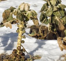 Diseased Brussel Sprout Plant